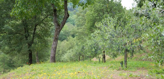 VEGETABLE GARDEN AND ORCHARD